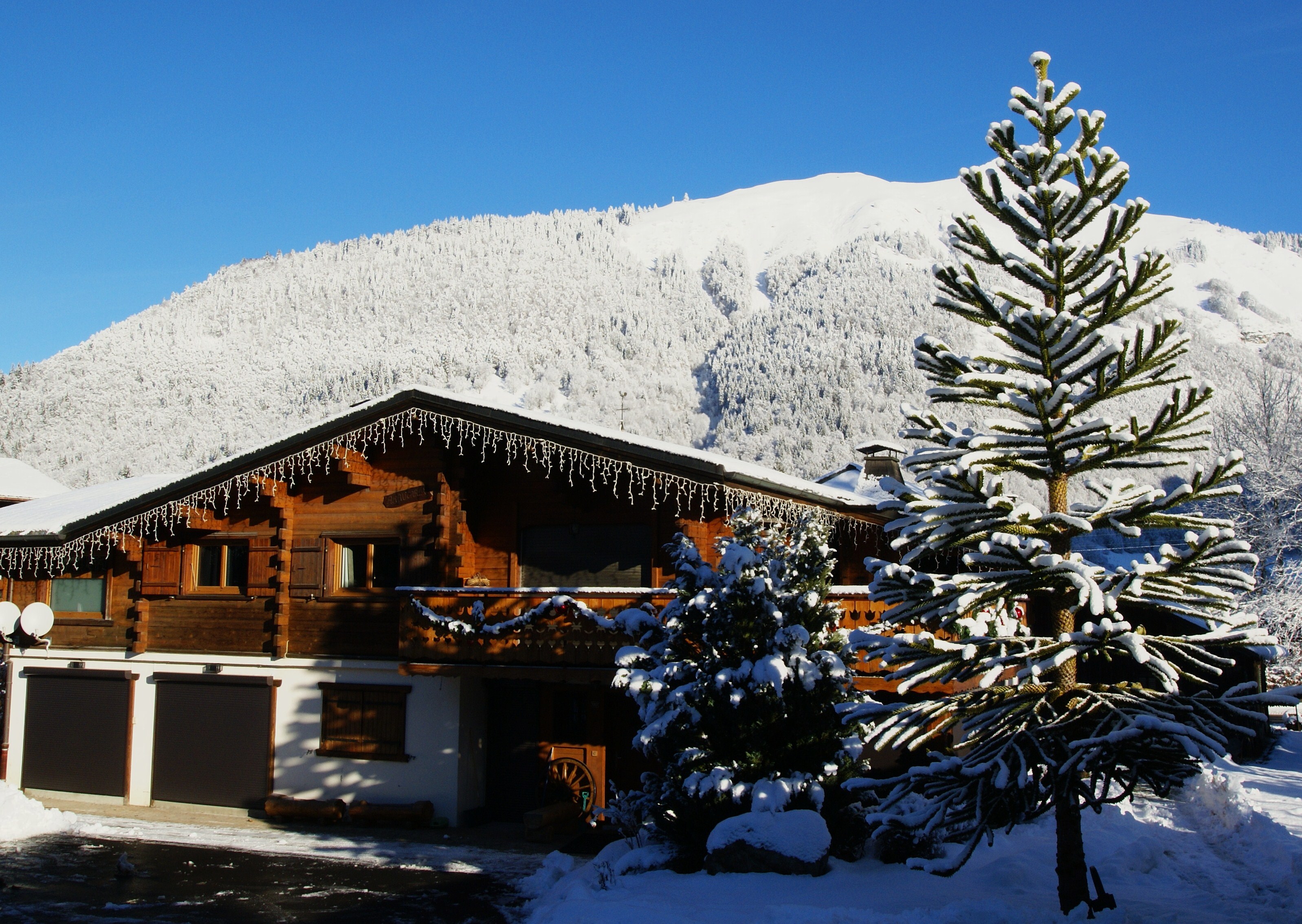 Araucaria